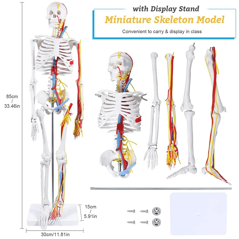 인체 골격 해부학 모델, 신경 혈관, 심장 해부학, 의료 과학 교육 도구 포함, 실물 크기 85cm