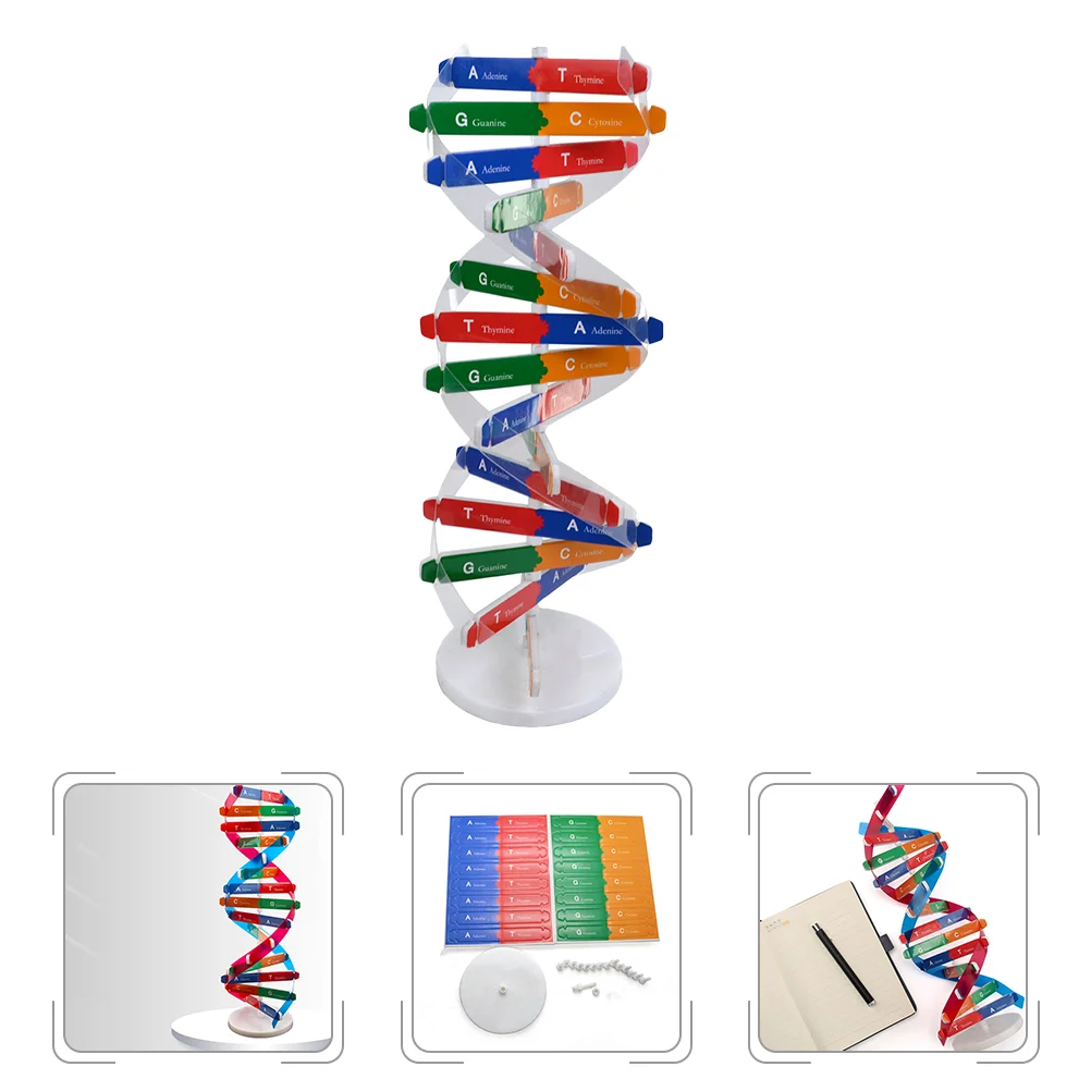 Speelgoed DNA Double Helix Kids Assembly Build Science Kit Gemonteerde biologie Leermiddelen Klaslokaal Kind