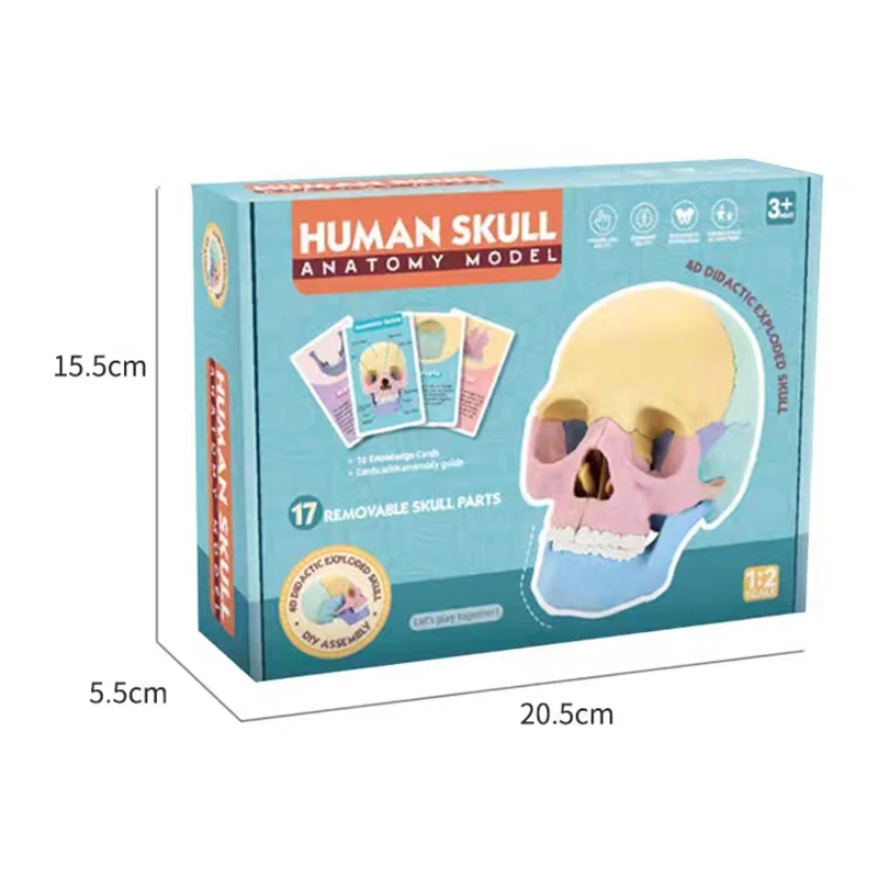 17 Parts 4D Anatomy Moodel Life-sized Colored Human Anatomy Head Skull Toy Assembly Oral Teaching Medical Skeleton Model