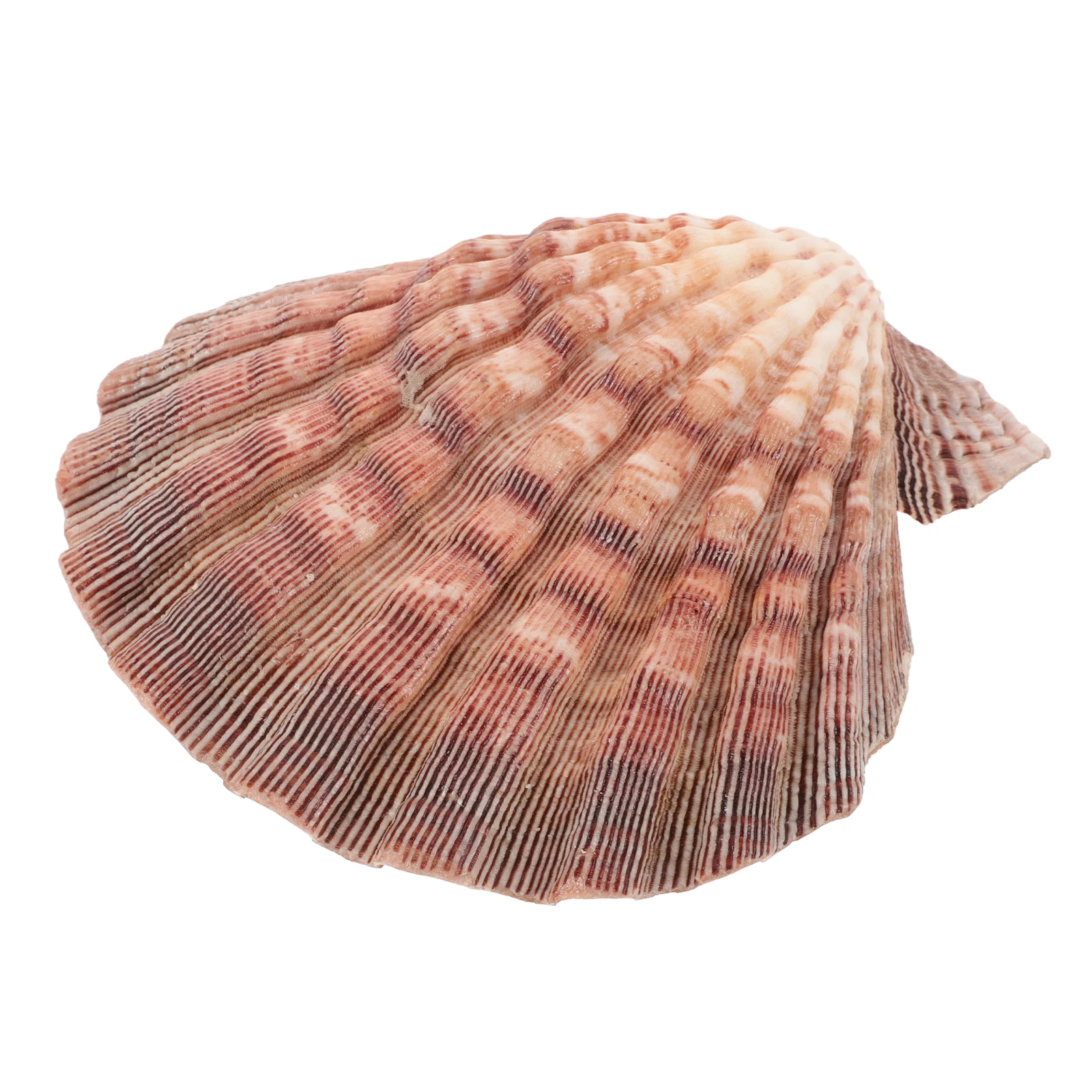 

1pcs Large White Scallop Shells Natural Sea Shells For Crafting Diy Painting Wall Fish Tank Decoration Wooden Ornaments Party