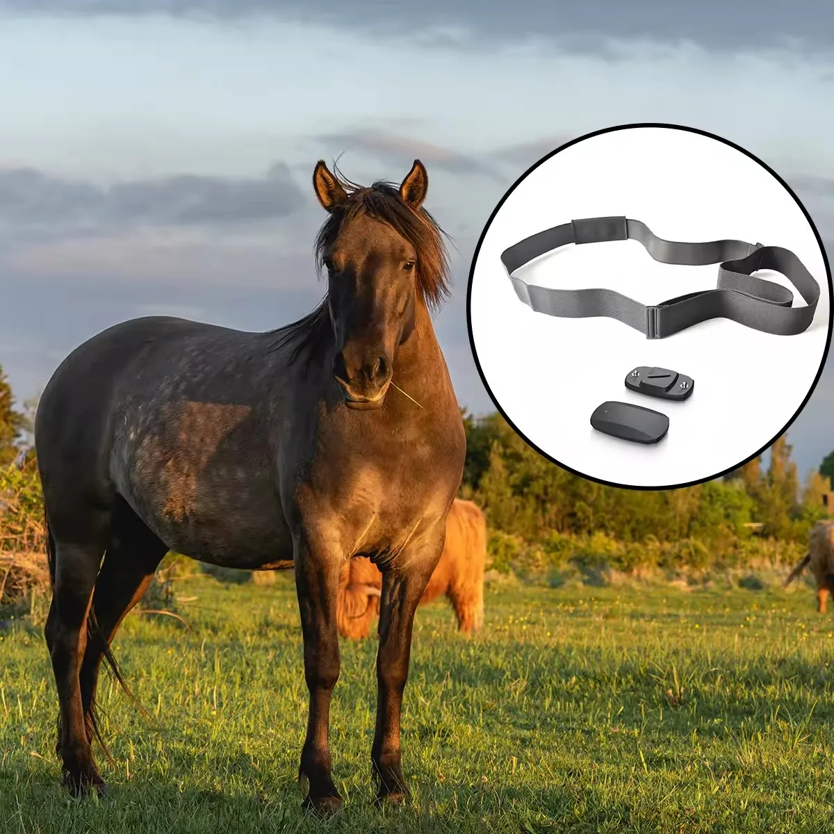 BT5.0 Ant + Horse Heart Rate Monitor Belt, Waterproof
