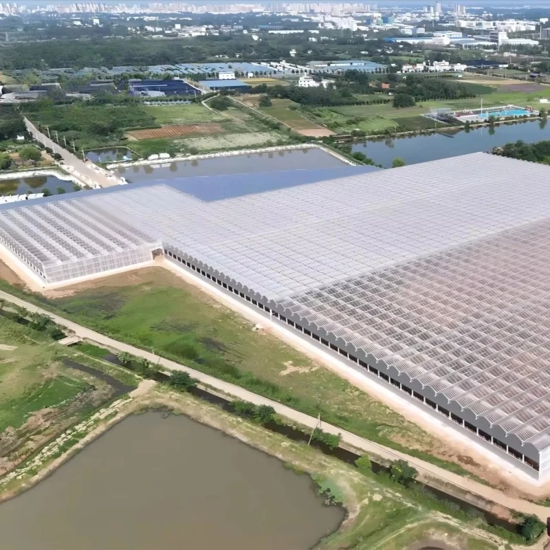 إطار فولاذي كبير للتدفيئة التجارية من Venlo، هيكل زجاجي زراعي عالي المتانة، زهور الفاكهة والخضروات #6