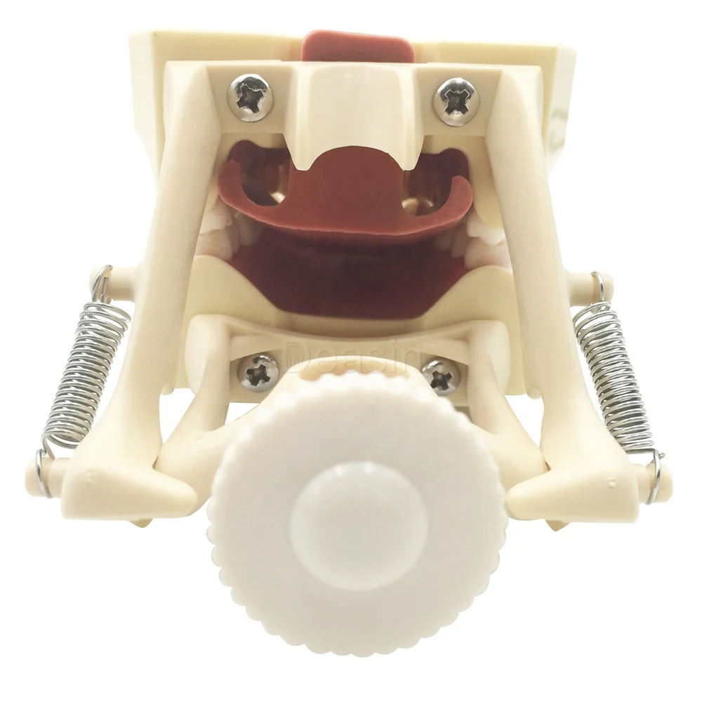 Teeth Model Tooth Small Frasaco AG3 Teaching Model for Studying 32pcs Ce Resin 1 YEAR Manual Online Technical Support Class II