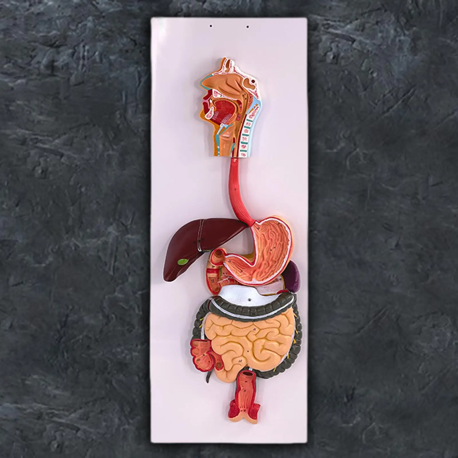 

Digestive System Model Demonstration Model Teaching Supply Experiment DIY Teaching Aid Biology Teaching Props for Class Kids