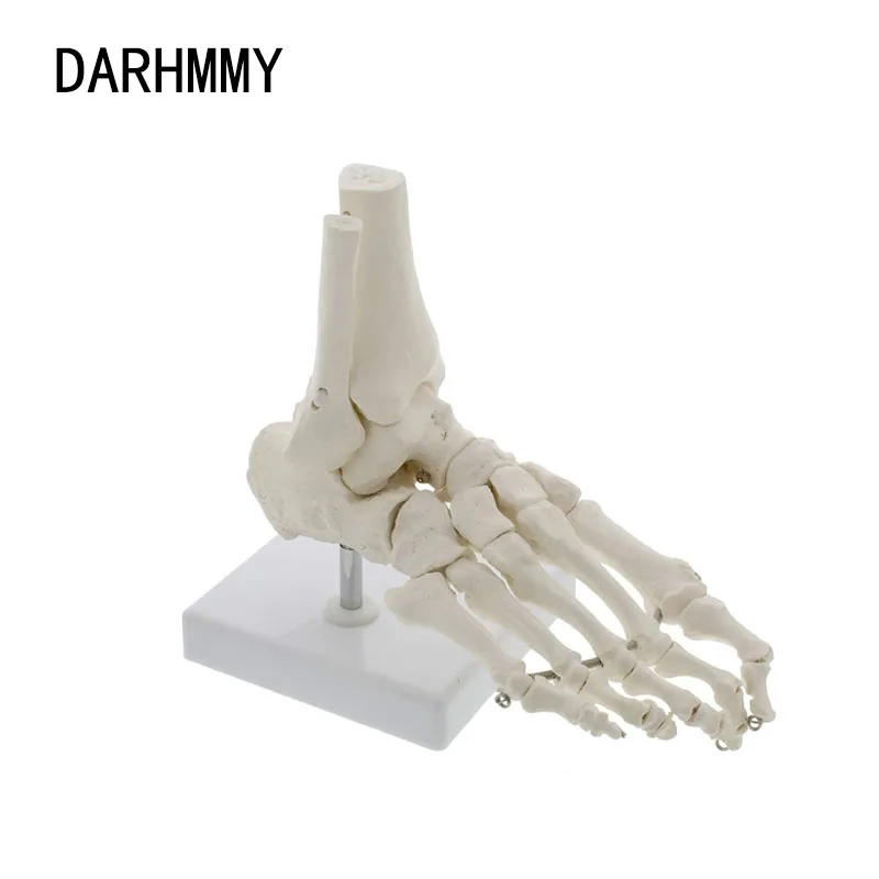 DARHMMY 1:1Medical Human Skeleton Foot Bones Anatomy Model Foot And Ankle With Shank Bone Anatomical Model Greys Anatomy