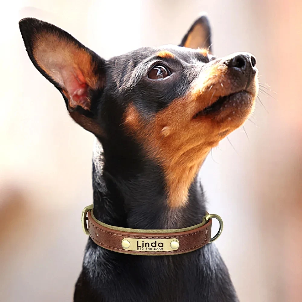 Maßge schneiderte Leder ID Typenschild Hunde halsband verstellbare weich gepolsterte Hunde halsbänder kostenlose Gravur Name für kleine mittelgroße Hunde – Detail 8