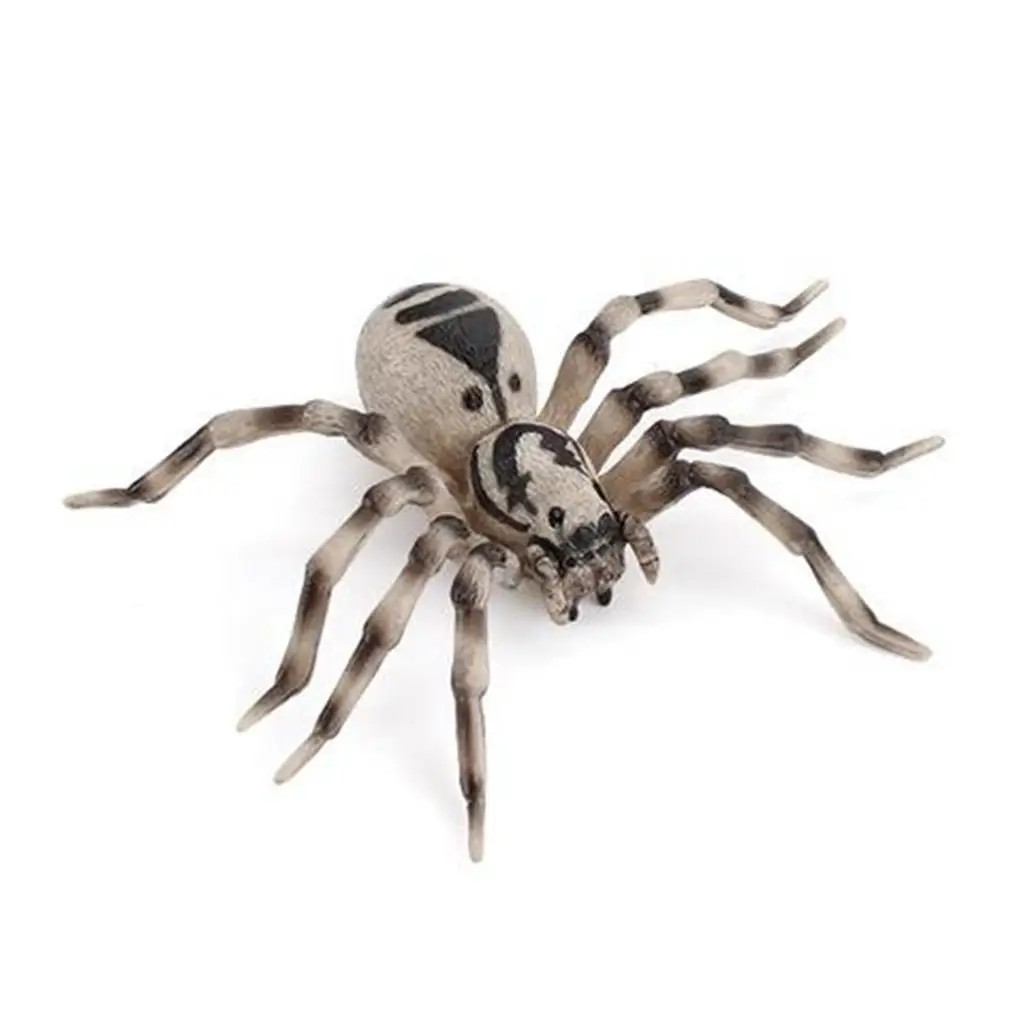 

Набор для изучения жизненного цикла паука: обучающая игрушка для детей