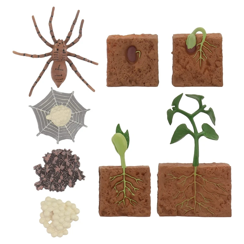 8 Pcs Spider Growth Cycle Animal Growth Cycle Biological Model Toys Kids Cognitive Animal Figures Educational Kit