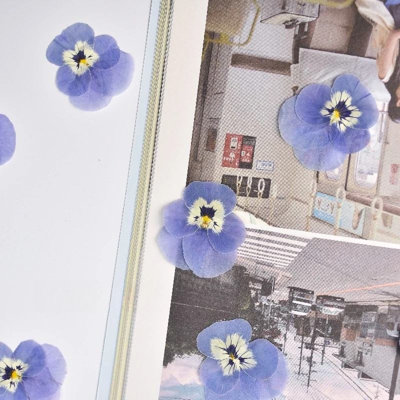24pcs,Real Light Blue Pansy Pr - đánh giá và giá Art Craft 2 Year Olds