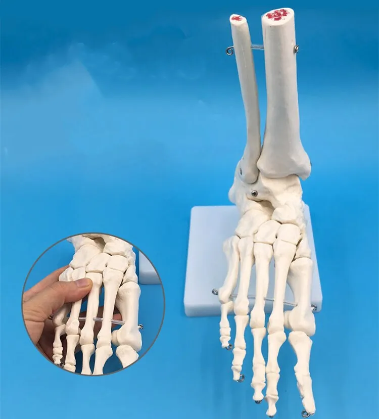 Medical Science Human Foot  Bone Skeleton Models Human Foot Anatomical Model