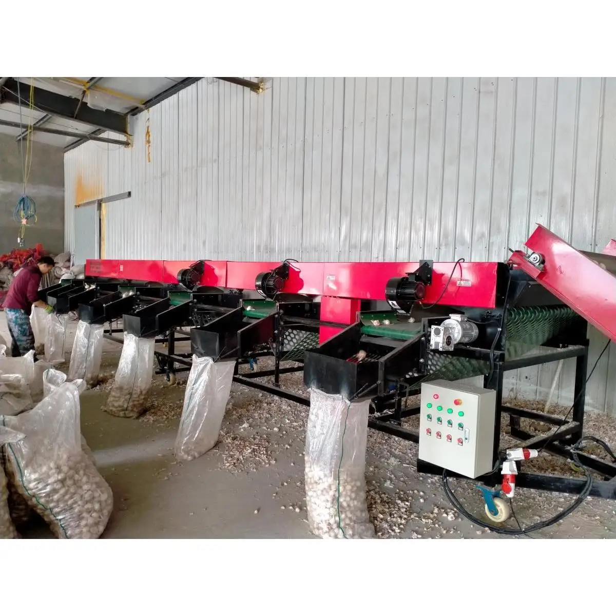 Selezionatrice automatica per classificazione delle dimensioni dell'aglio personalizzata in fabbrica Selezionatrice per dimensionamento degli agli industriali automatici in vendita