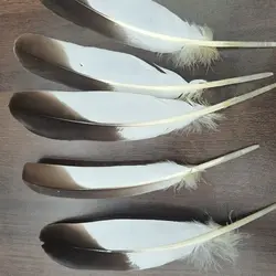 Bella piuma naturale da 10 pezzi 20-25cm/8-10 pollici per varie decorazioni nuziali Festive