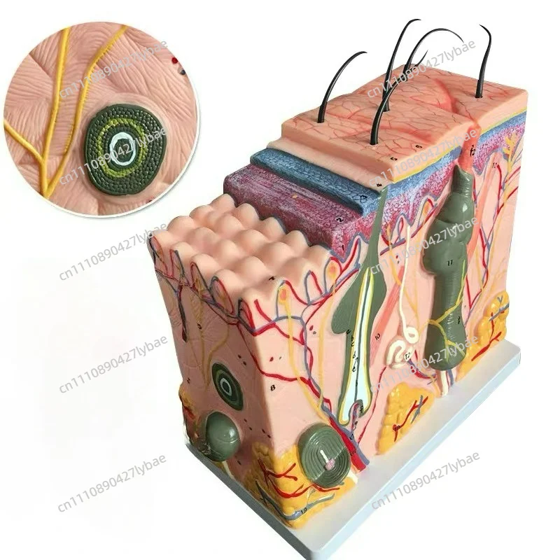 35X/50X Human Skin Tissue Structure Enlarged Anatomical Model with Hair Medical Beauty and Plastic Surgery 4D Skin Model