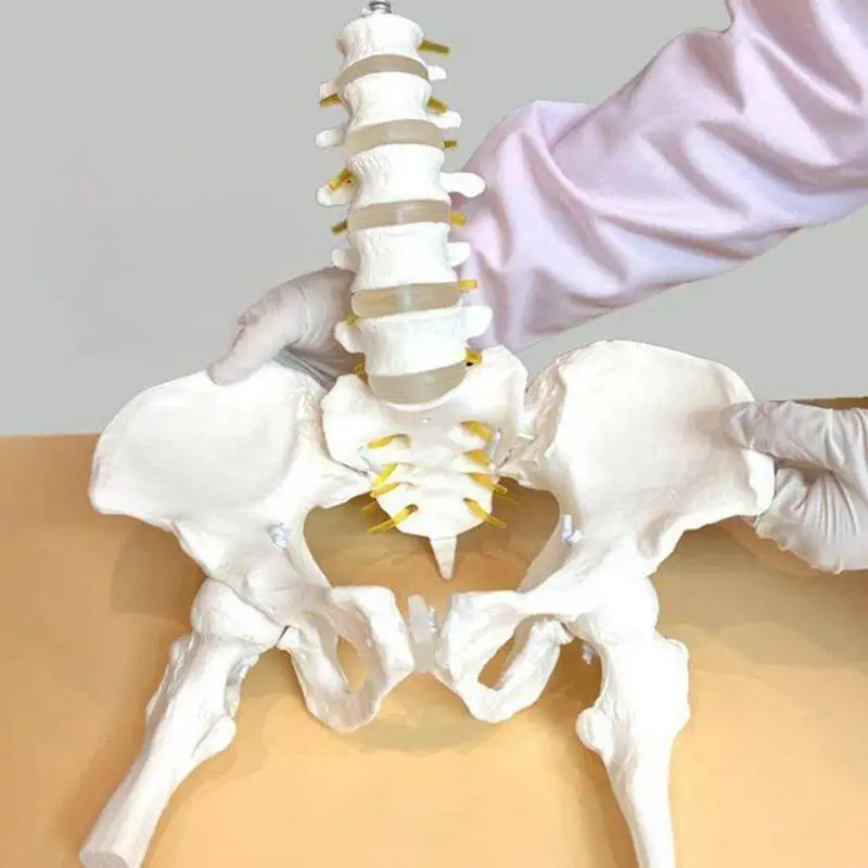 Movable Rotatable Pelvic Model with Flexible Spine, for Medical & Postpartum Rehabilitation