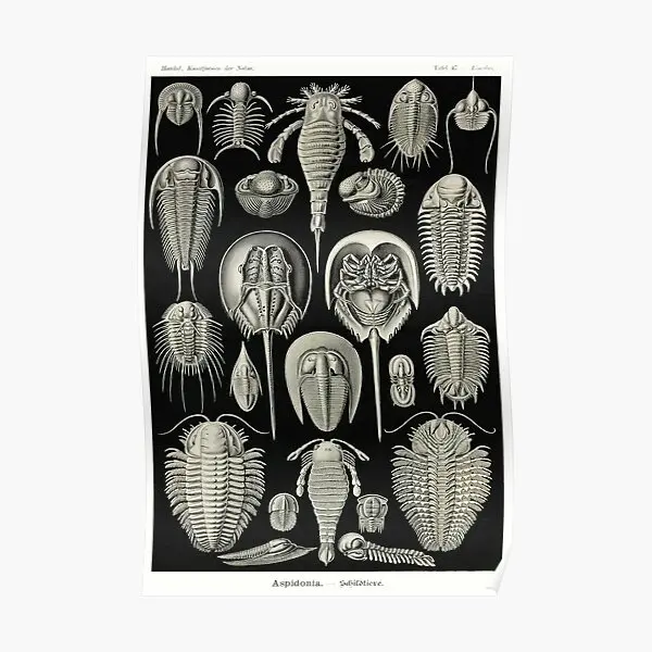 Plate 47 Trilobites And Sea Scorpions  Poster Painting Vintage Mural Print Funny Art Modern Decoration Wall Decor Home No Frame