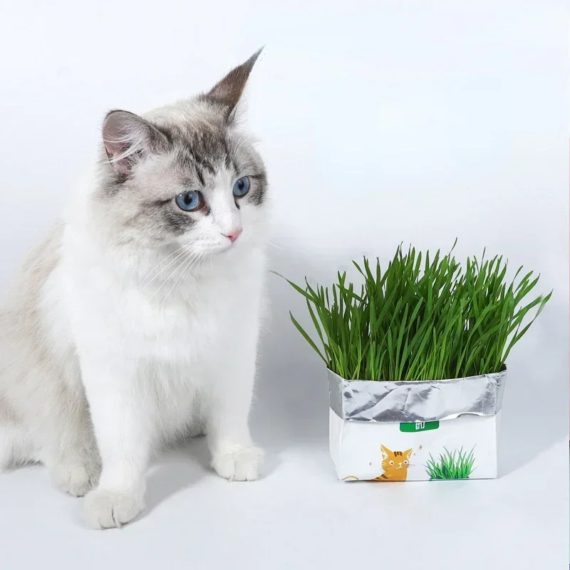 1pc Cat Grass Planting Box Growing Tray Starter Dish Greenhouse Hydroponics Plant Cat Grass Germination Nursery Pet Cat Supplies