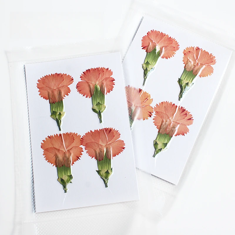 Natur geprägte Polystyrol Nelke, neue primäre getrocknete Blume DIY Epoxy Handytasche Blumen Lesezeichen Hochzeitsdekoration, 4 Stück – Detail 13