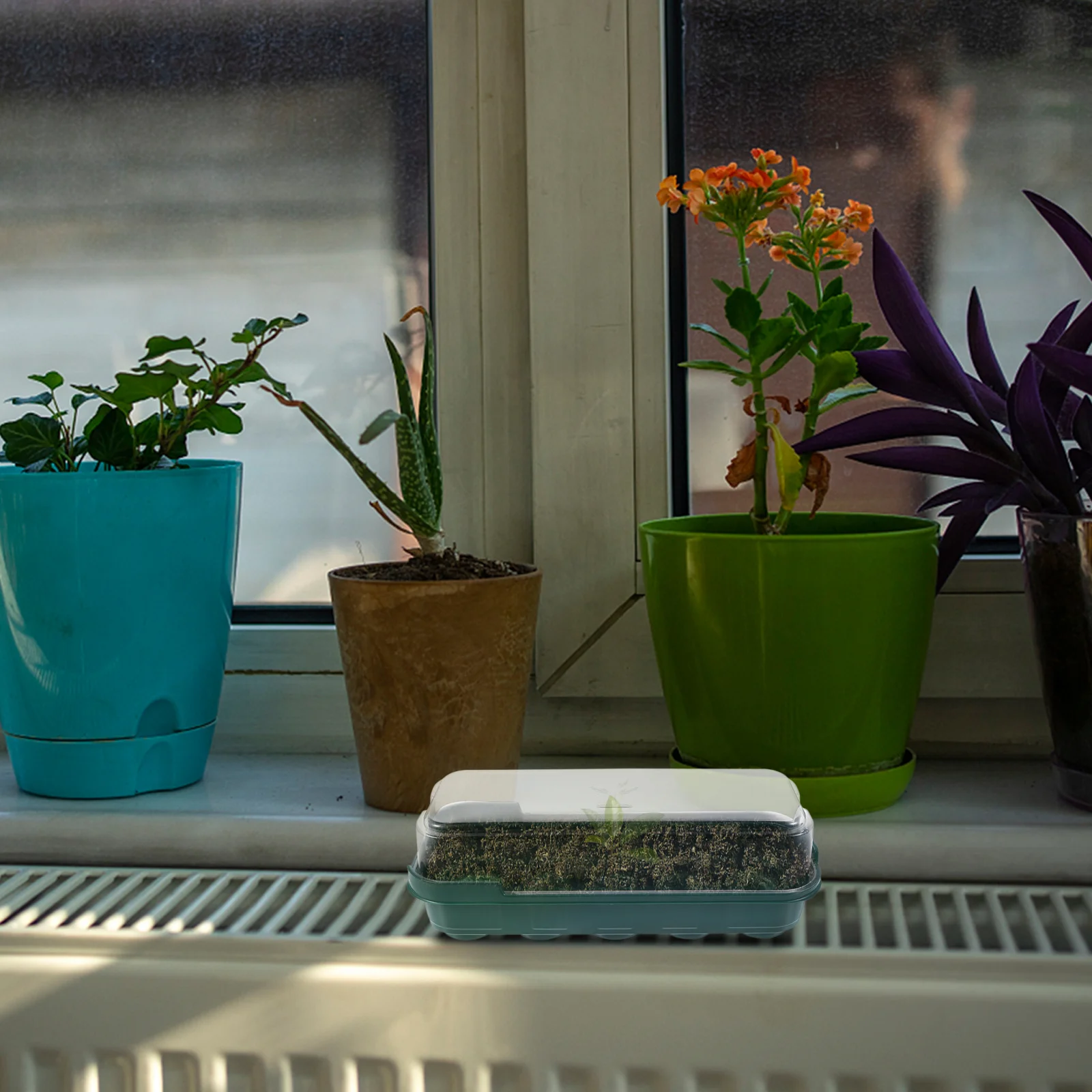 

5pcs Germination Tray Plastic Seedling Box With Clear Cover For Indoor Garden Moisture Proof Warmth Retaining Nursery Pot Trays