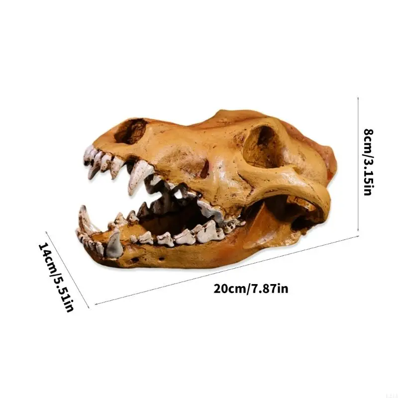 2025 راتنجات طراز الذئب الجديد للذئب النحت النحت الواقعي للهيكل العظمي للهيكل العظمي للفصول الدراسية هدية زخرفة البيت في الفصل