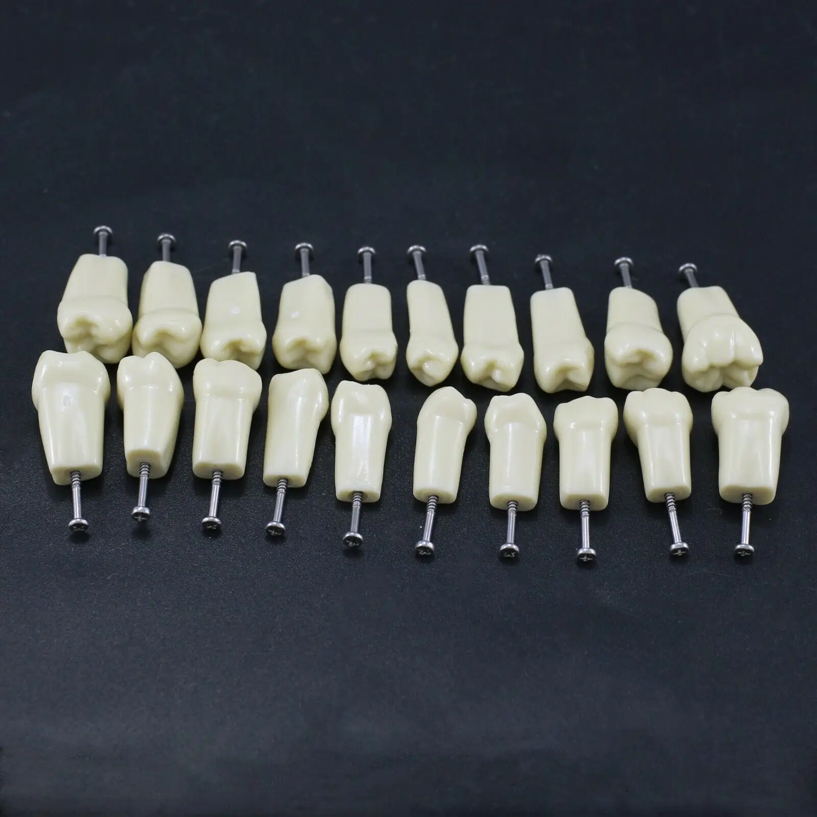 Dental Suture Replacement Screw-in Teeth Typodont Model Fir Frasaco AG3 Type,model Teeth Dentistry Training Practice Tooth