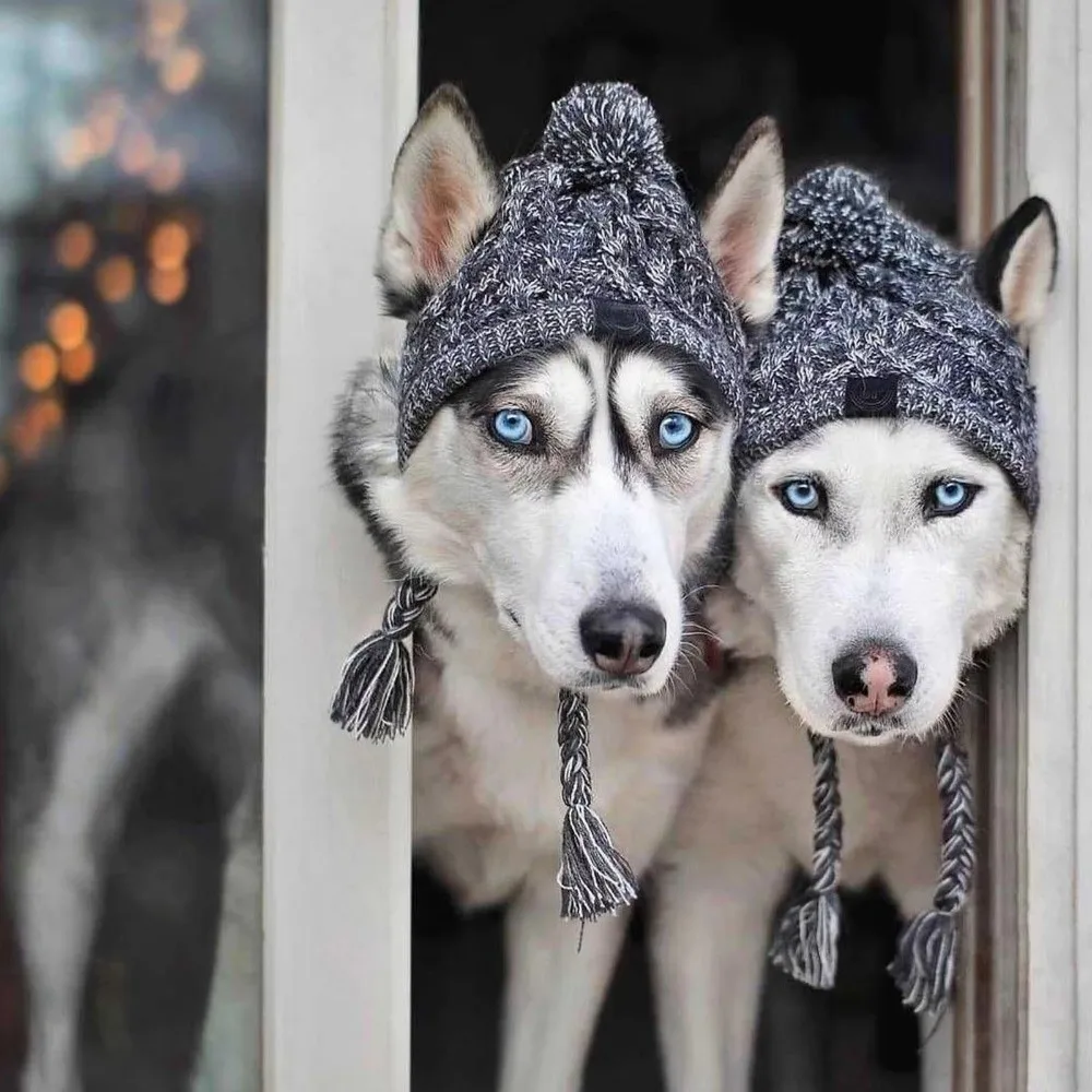 New Winter Warm Dog Hats Knitting Windproof Fluffy Ball Pet Hat French Bulldog Hat Chihuahua Hat Puppy Accessories For Dogs