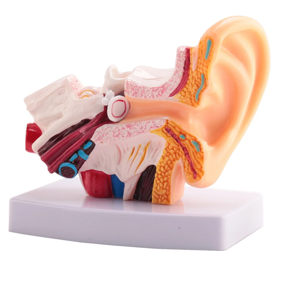 1.5 Times Human Ear Anatomy Model Showing Organs Structure Of the Central and External Ears Teaching Supplies