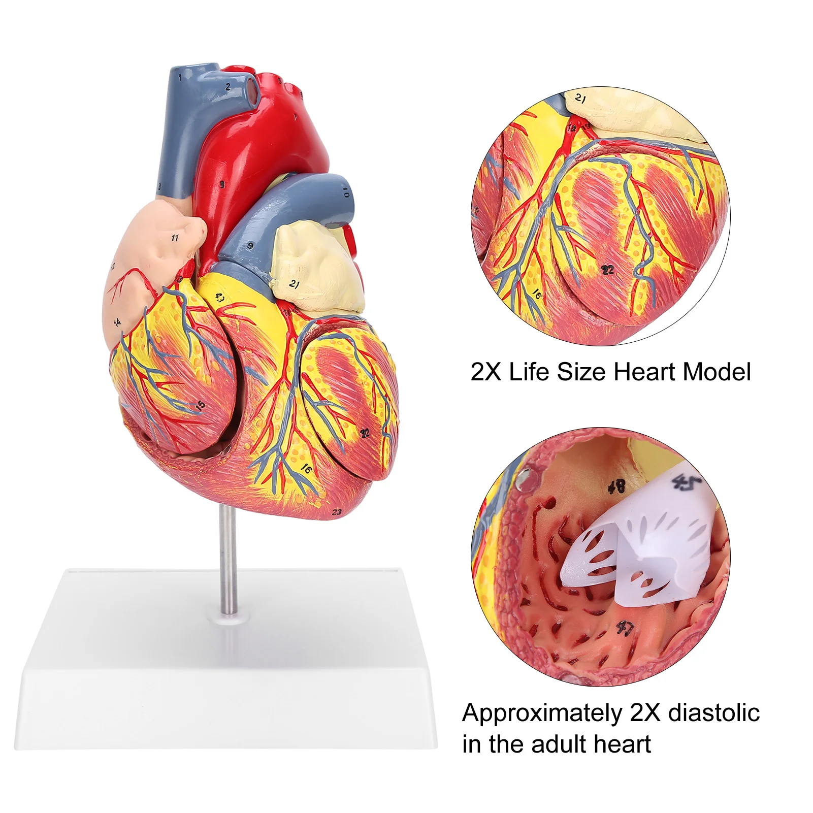 2X Life Size Heart Model Human Heart Teaching Model Simulation Heart Organ Model Heart Model Heart Organ Model Human Heart Model