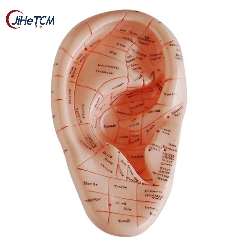 #18 Best Acupuncture Models to Buy In 2026