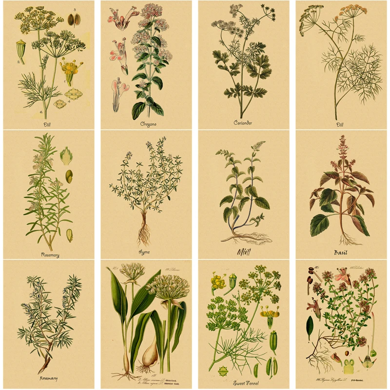 Culinary Herbs Poster Prints Flower Herbal Botanical Illustrations Kraft Paper Vintage Room Home Kitchen Art Wall Decor Painting