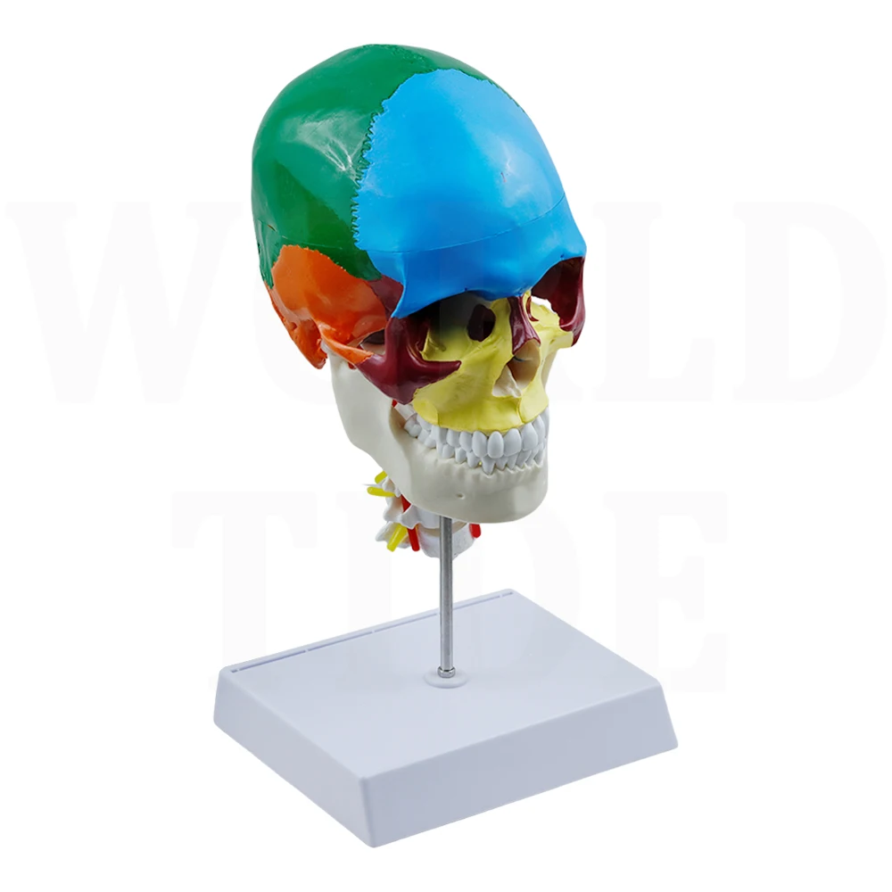 Human Colored Skull Model Life Size 3-Part Anatomical Model with Colorful Human Skull Chart for Medical Student Anatomy Study