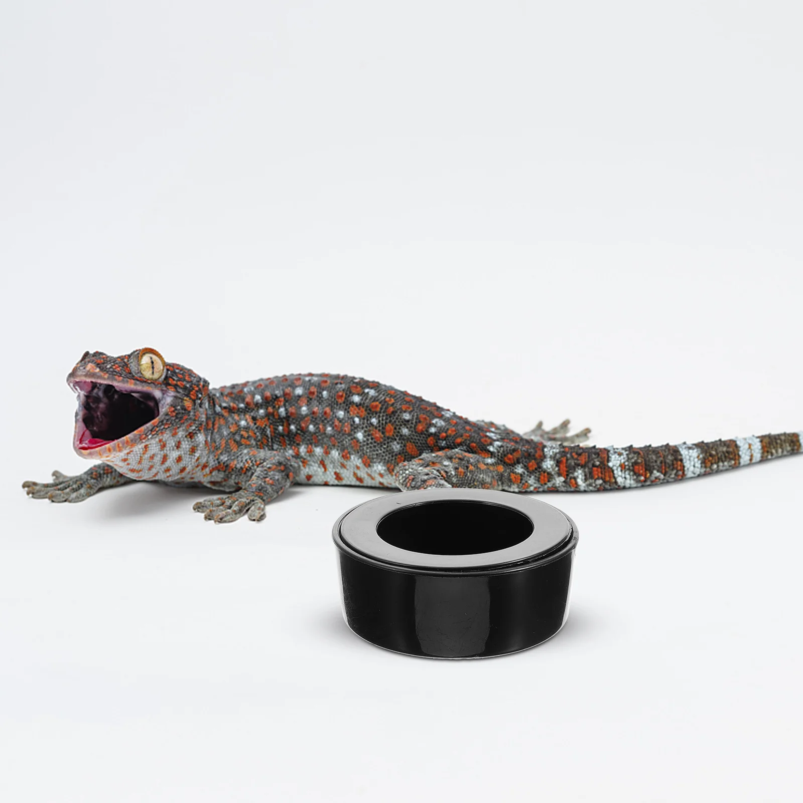 

Reptile Feeding Bowl Round Natural Color Anti-Spill Durable Plastic Food Water Dish For Tortoise Snake Spider Crawl Pet