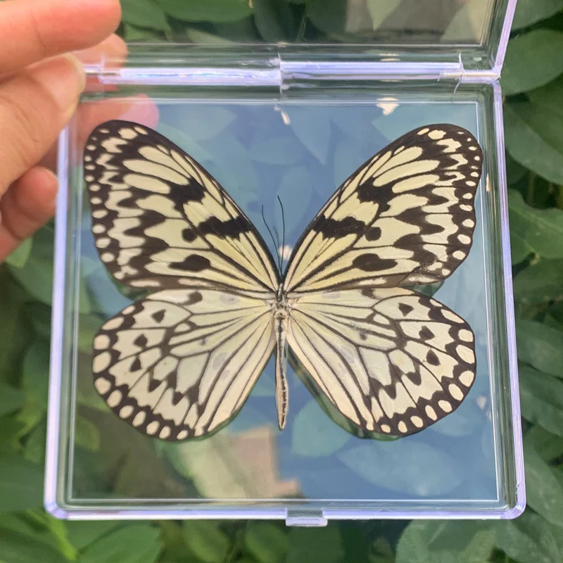 Natural Real Butterfly Specimens Rare And Exquisite Specimens For Home Decoration Display Collection In Teaching Special Gifts image 3