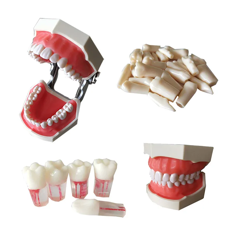 Hot Sale Soft Gum Standard Tooth Training Model With 28 Removable Teeth For Teaching