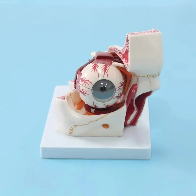 A1062 Medical Sciences PVC Anatomical Model Eye and Track Demonstration Tool for Medical School Teaching