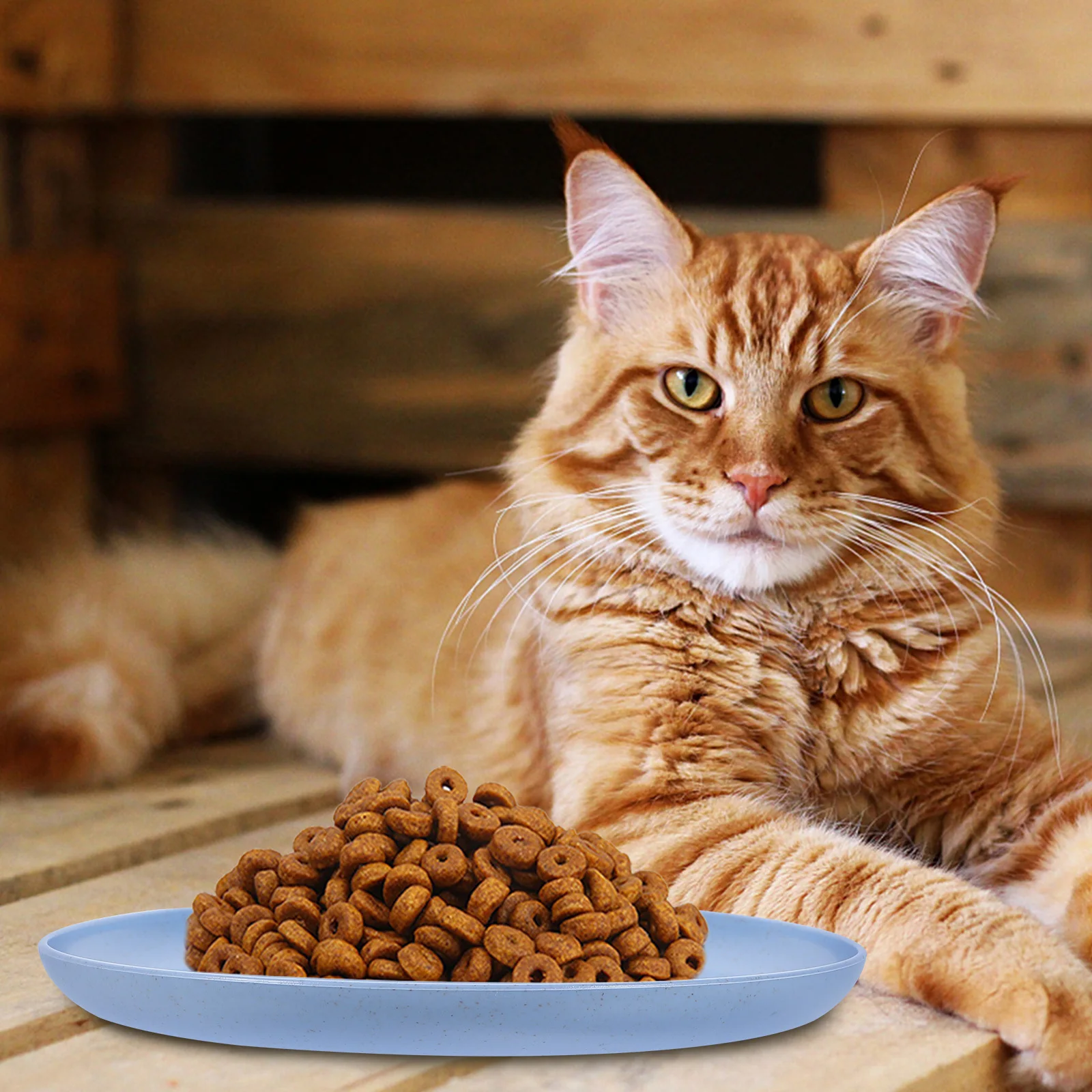 

6pcs Shallow Cat Food Bowl Kitten Feeding Dishes Round Pet Bowls For Wet Dry Food Water Lightweight Indoor Cats Pet Supplies