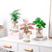 Mini Hydroponic FlowerPot Soilless Culture Green Plant Fish Placement Transparent Planters Container Desktop  Decoration Groot