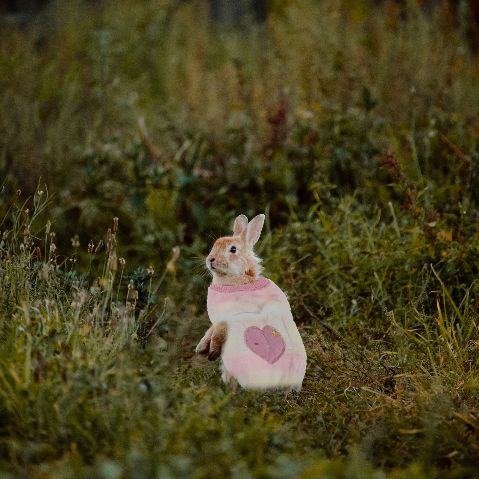 

2Pcs Pet Costume Bright Color Breathable Comfortable Rabbit Clothes Bunny Vests Outfit Bridegroom Toy Clothing Dog Coat