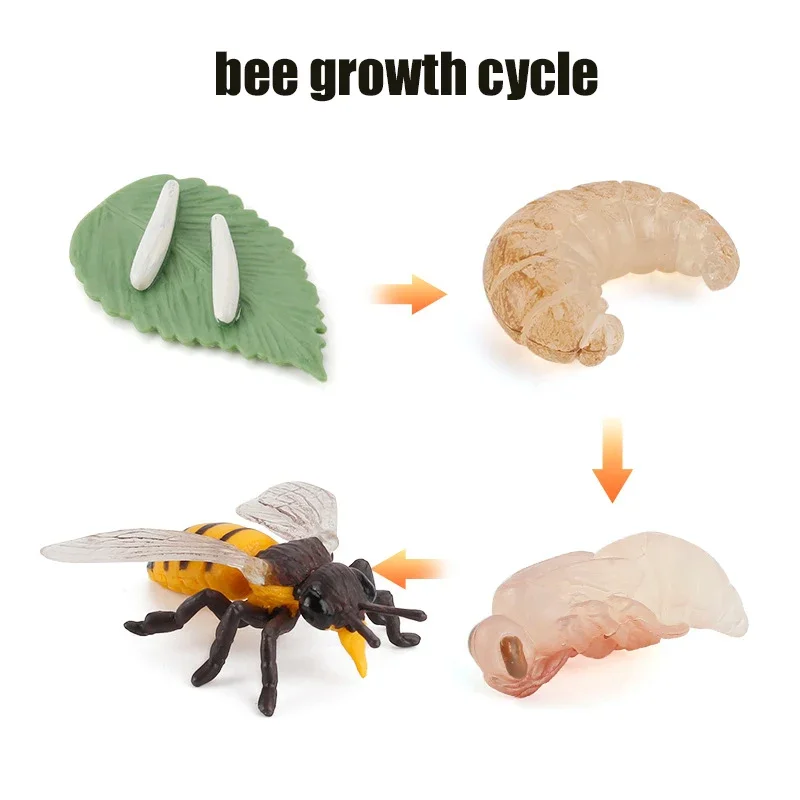 Animal Life Cycle Board Kinderspeelgoed Montessori Leermiddelen Plant Animal Growth Cycle Model Set voorschoolse cognitieve speelgoed