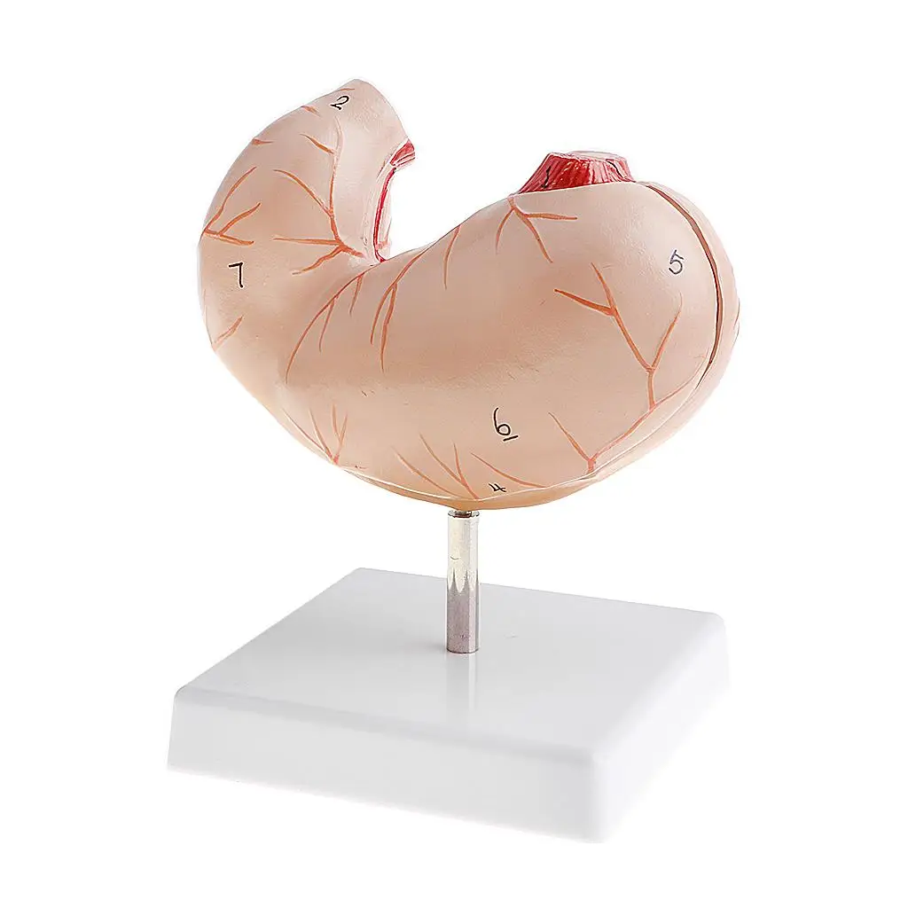 Modello di stomaco umano a grandezza naturale (2 parti) - Modello contrassegnato con numeri della struttura dello stomaco 1:1 per l'anatomia