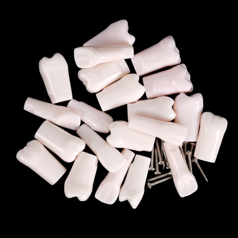 10pcs Dental Typodont Teeth Model Screw-in Removable Replacement Teeth Model for Dentist Teaching Practice