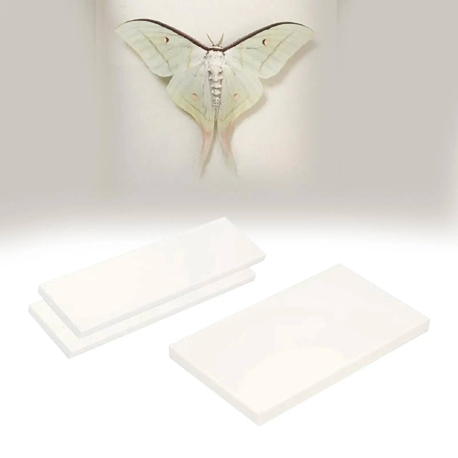 Display Board Pinning Case for Butterfly Specimen Mounting Spreading Biology Collection Educational Tool Kit