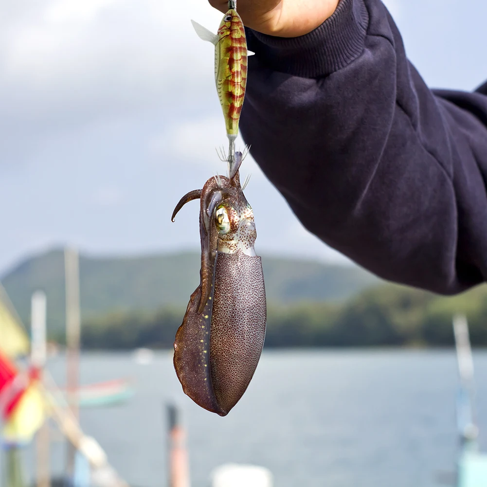 Octopus Cuttlefish … - image