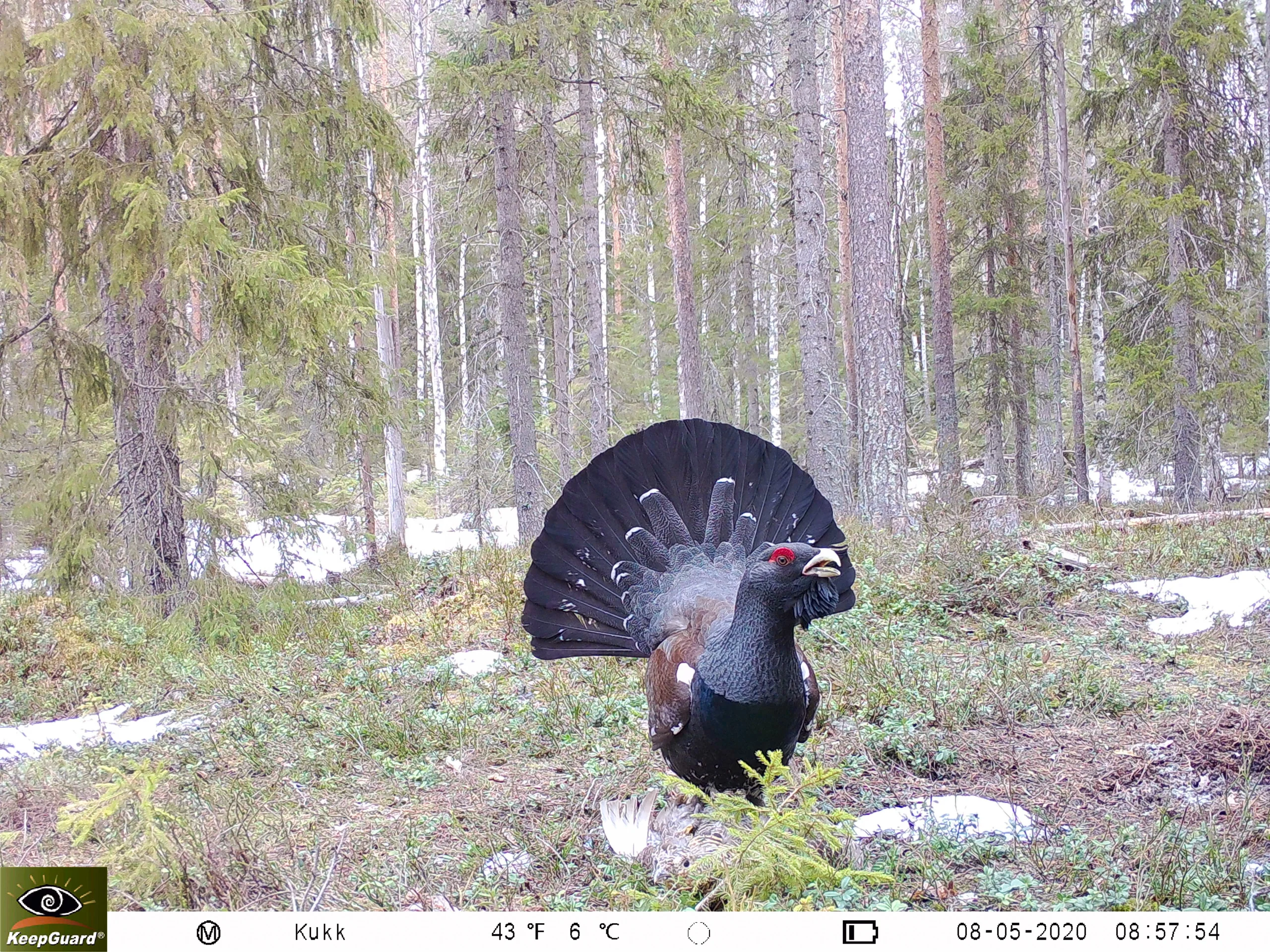 4G Gsm SMTP Email FTP Tarjeta Sim Cámara de juego de caza salvaje Cámara de caza de rastreo de exploración impermeable