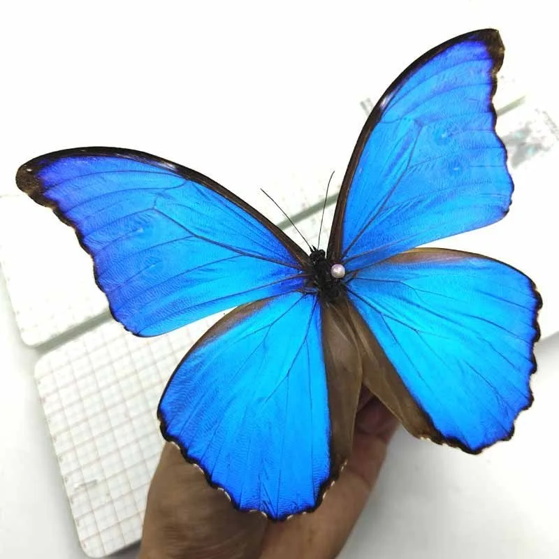 1 PC natural Real Butterflies Specimen (Morpho menelaus）Artwork Material Home Decoration DIY