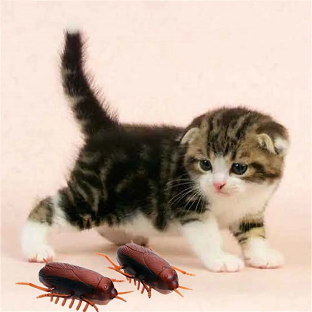 Kitten Funny Novelty Gag Toys Battery Cockroach Training Play Toy Kids