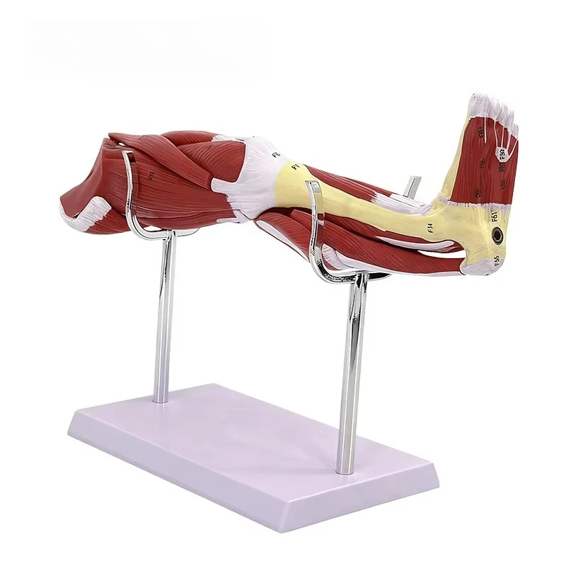 Lower Leg Muscle Anatomy Model Medical Teaching Tool Detachable Muscles for School