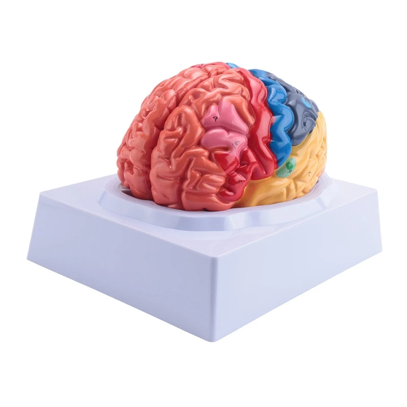 Human Brain Model Anatomy With Colored And Labeled Regions, 2-Part Human Brain Model Disassembled - Includes Base