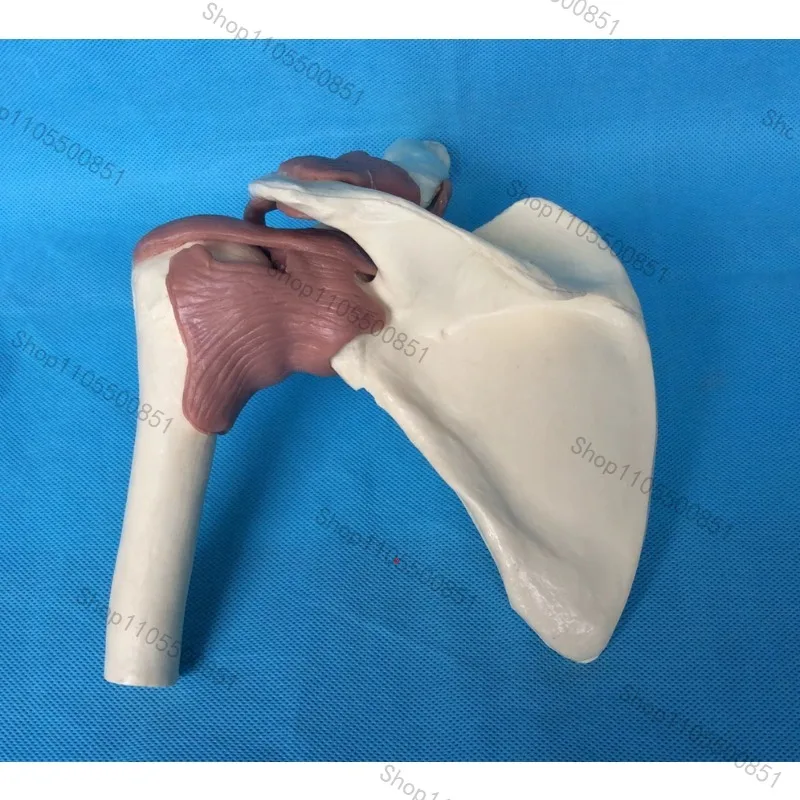 Human shoulder joint function model