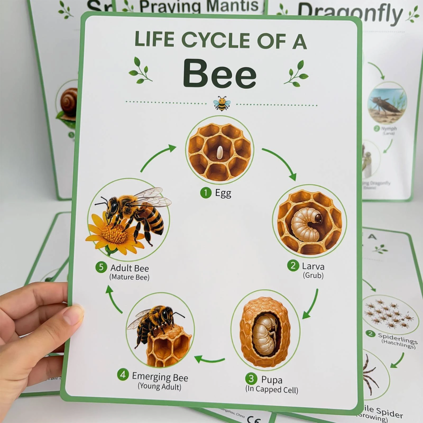 8 Pieces Life Cycle Chart Full-Color Life Cycles Bulletin Board Chart Educational Poster with Border Easy-to-Read Comprehensive