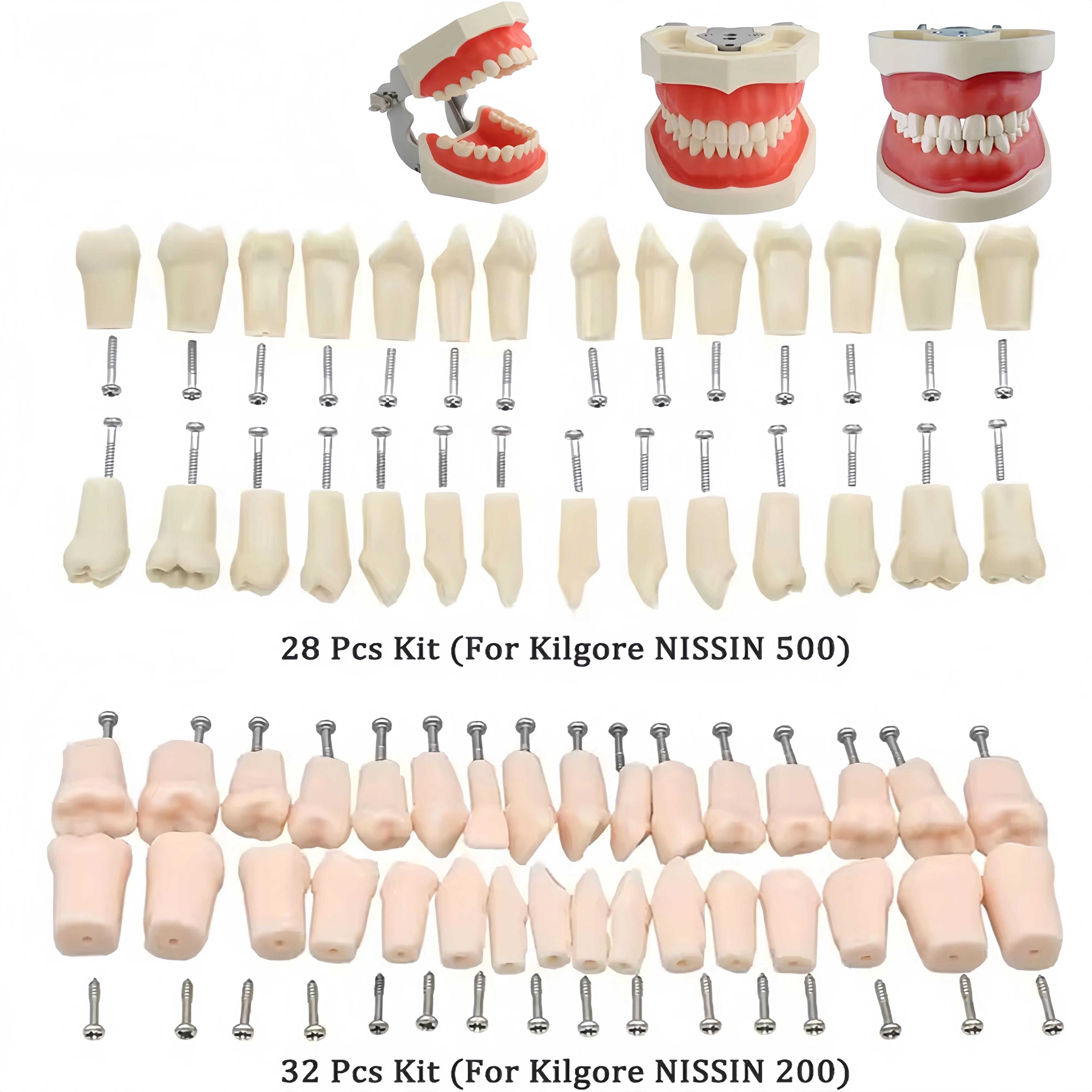 Dental model replacement parts, removable resin dentures, screw-in teeth for dental models, 28pcs/32pcs with screws